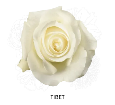 Rose - Tibet 50cm