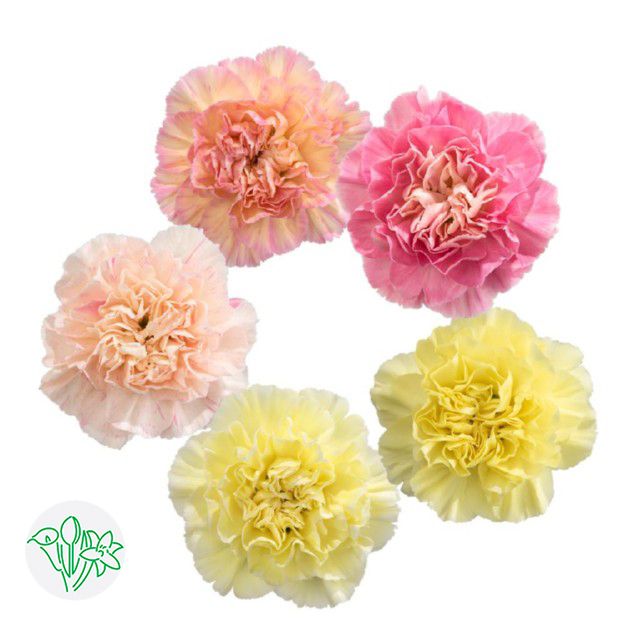 Large Carnation 60cm - Assorted