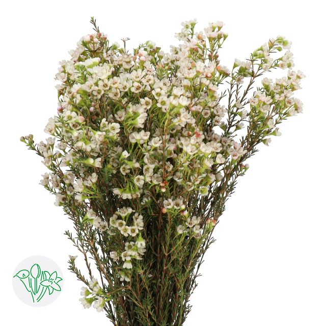 Wax Flower - White