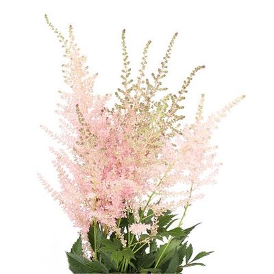 Astilbe Avalanche Pink- 60cm