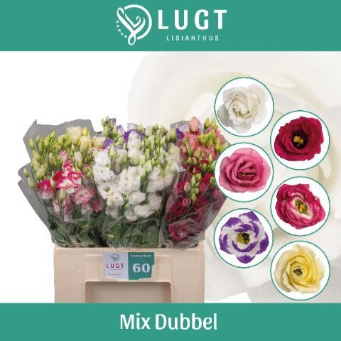 Lisianthus Double - Assorted