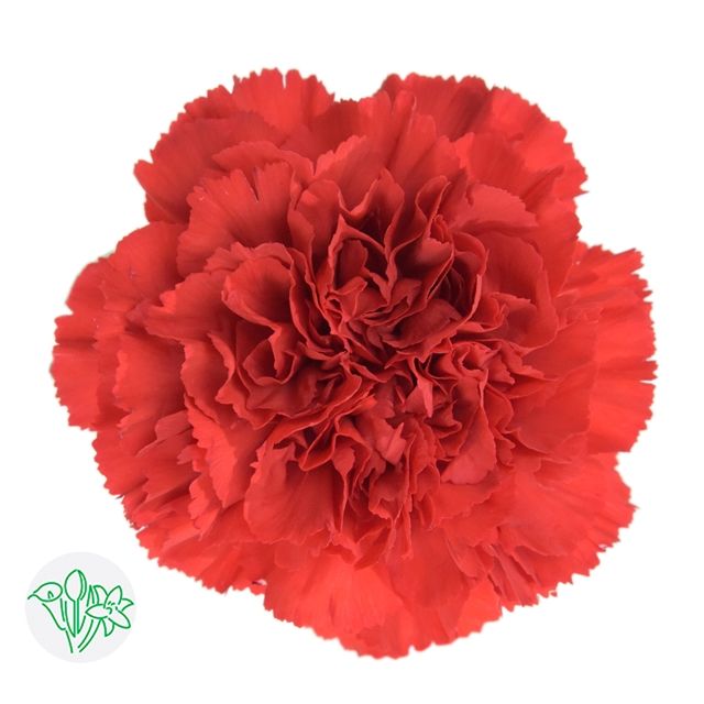 Large Carnations  60cm Red