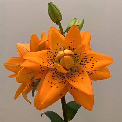 Double Asiatic Lily Dutch Design (Orange) 70cm 3+