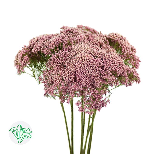 Rice Flower Pink 40cm