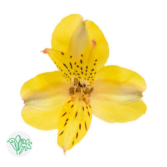 Alstroemeria Hot Yellow 60cm