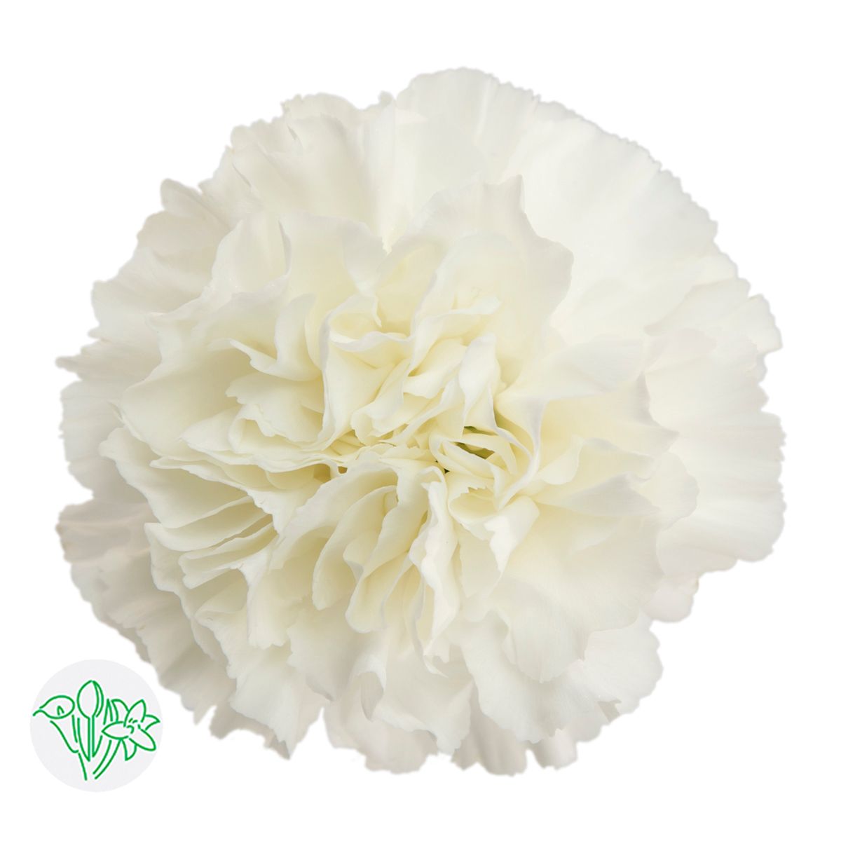 Large Carnations  60cm White