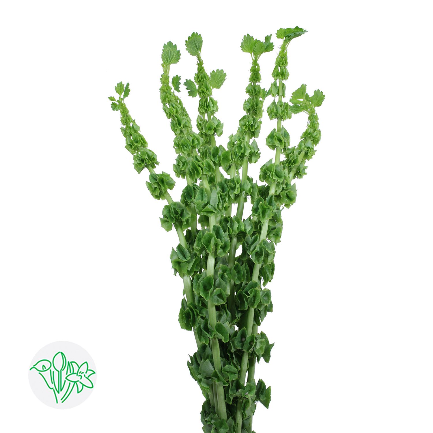 Bells of Ireland 70cm