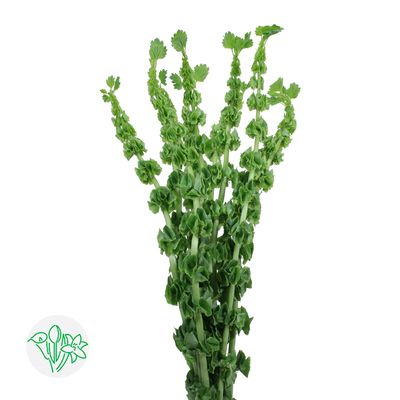 Bells of Ireland 70cm