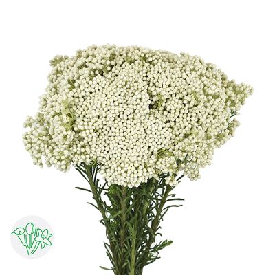Rice Flower- Snow White 50cm