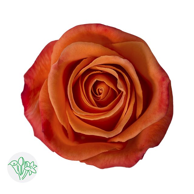 Rose- Orange Crush 50cm