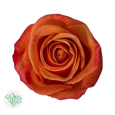 Rose- Orange Crush 50cm