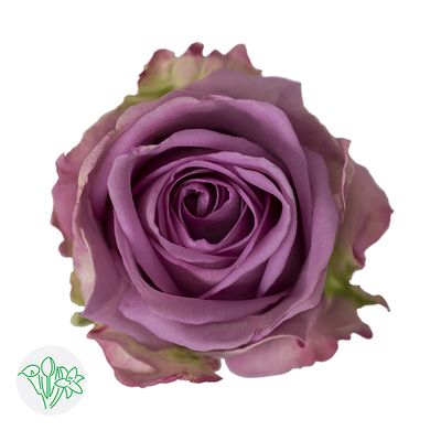Rose- Cool Water 50cm