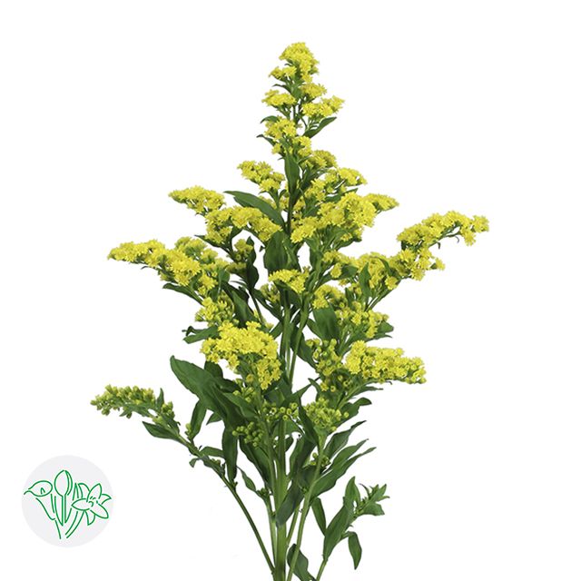 Solidago 70cm