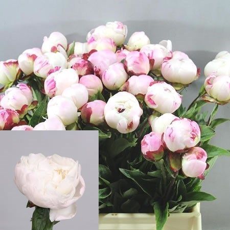 Peony Gardenia 50cm