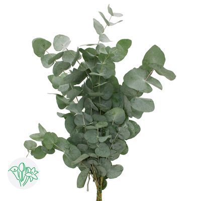 Eucalyptus Cinerea 70cm 200g