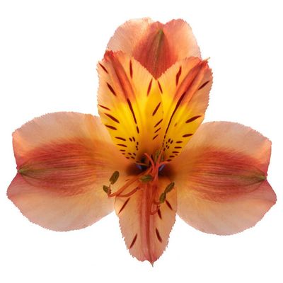 Alstroemeria 70cm- Orange