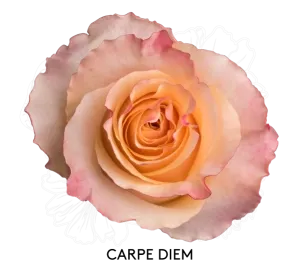 Rose- Carpe Diem 50cm