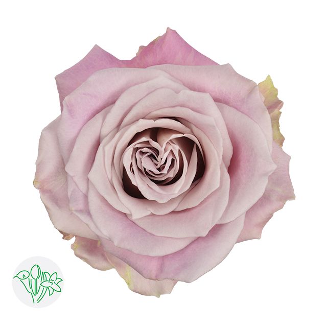 Rose- Faith 50cm