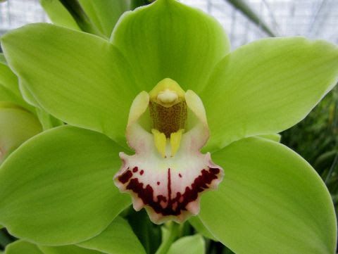 Cymbidium Mini -Anderson (Green) 50cm