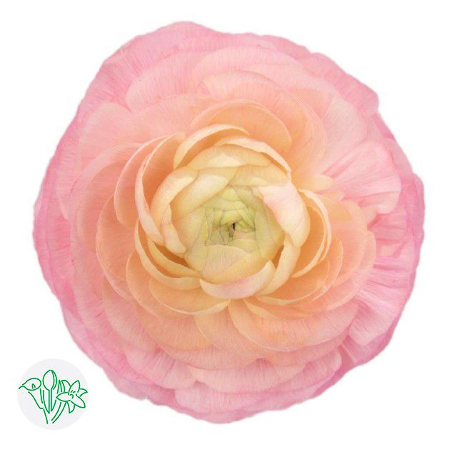 Ranunculus Pink 40cm