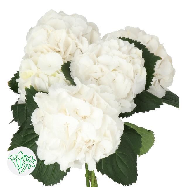 Hydrangea Schneeball 60cm (PER STEM)