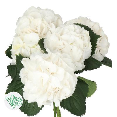 Hydrangea Schneeball 60cm (PER STEM)