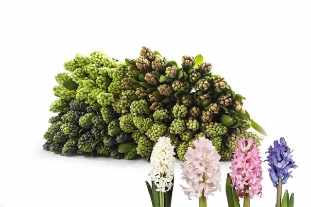 Hyacinth Assorted 30cm- Mixed bunch.