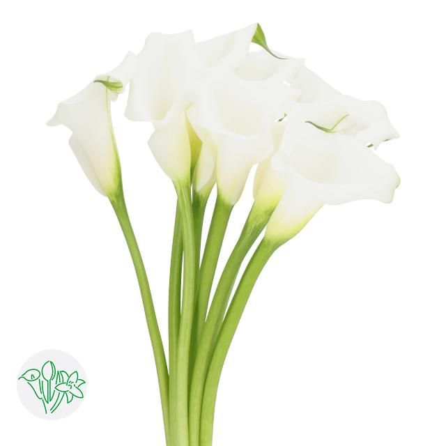 Mini Calla Lilies White