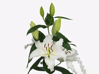 Oriental Lily Premium Blond (1 Bloom per stem)
