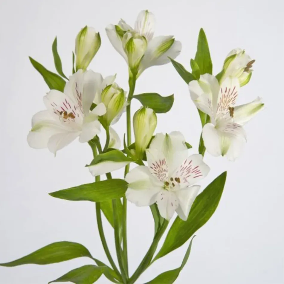 Alstromeria - White/ Green 70cm