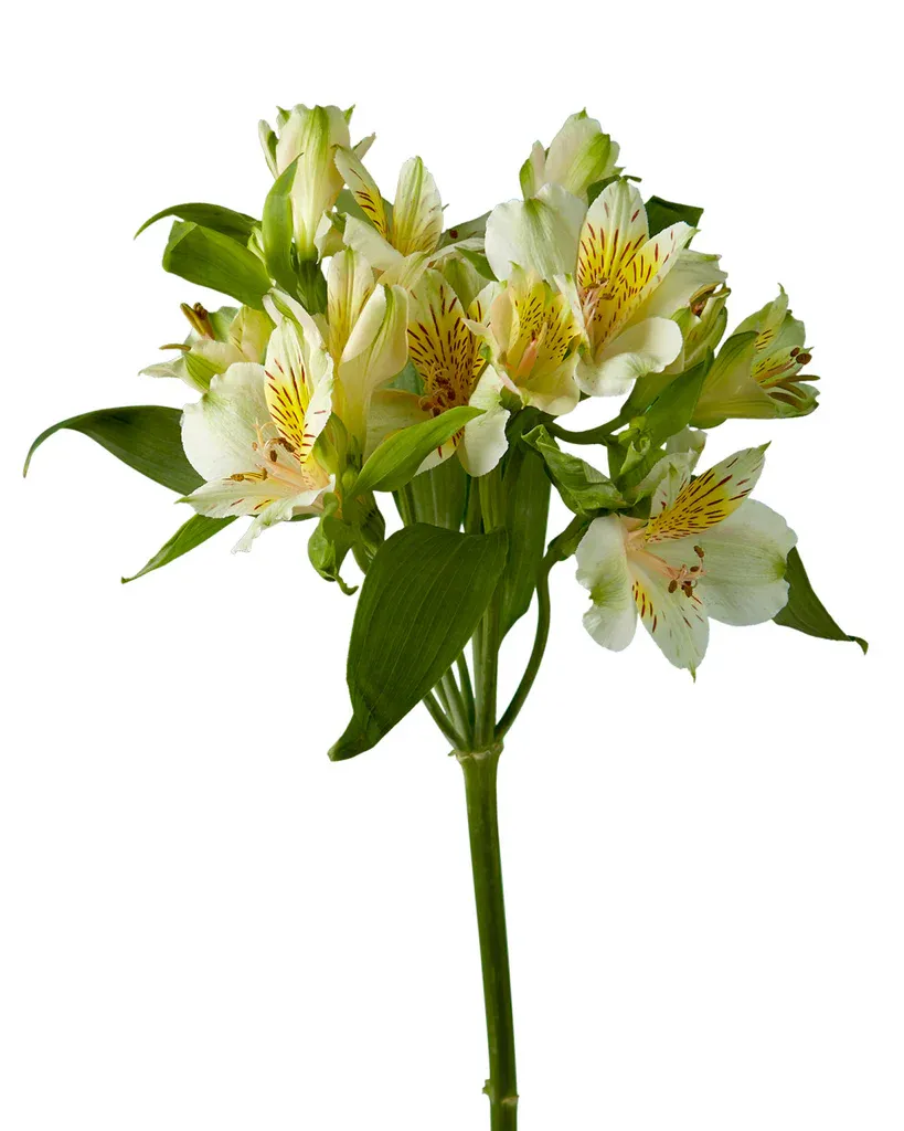Alstromeria - White-Yellow 70cm