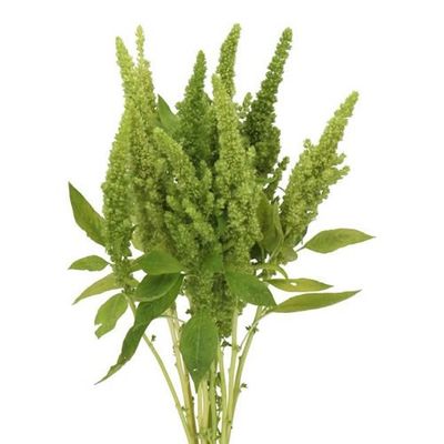 Amaranthus- Green 40cm
