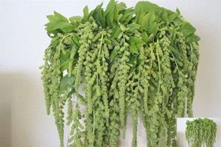 Amaranthus- Trailing Green 70cm