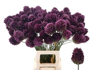 Allium- Sphaerocephal 70cm
