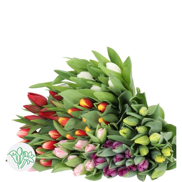 Tulips- 37cm 30g - Assorted
