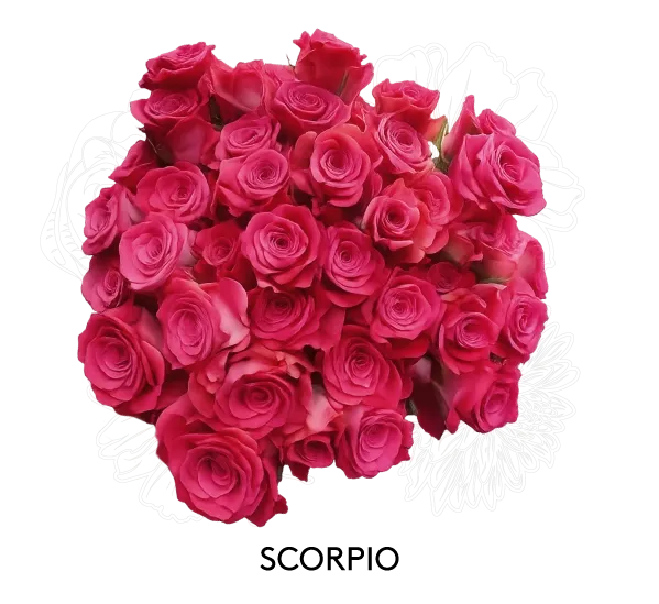 Spray Rose - Scorpio 50cm