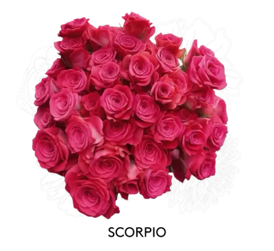 Spray Rose - Scorpio 50cm