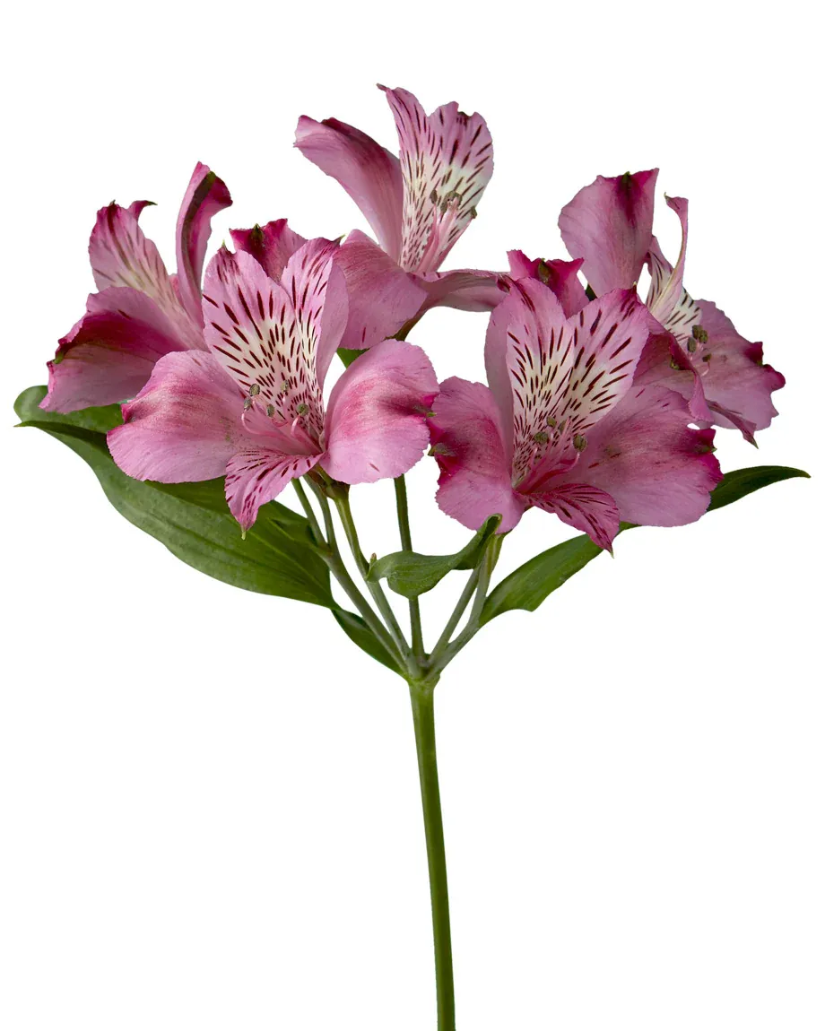 Alstromeria - Light Purple 70cm