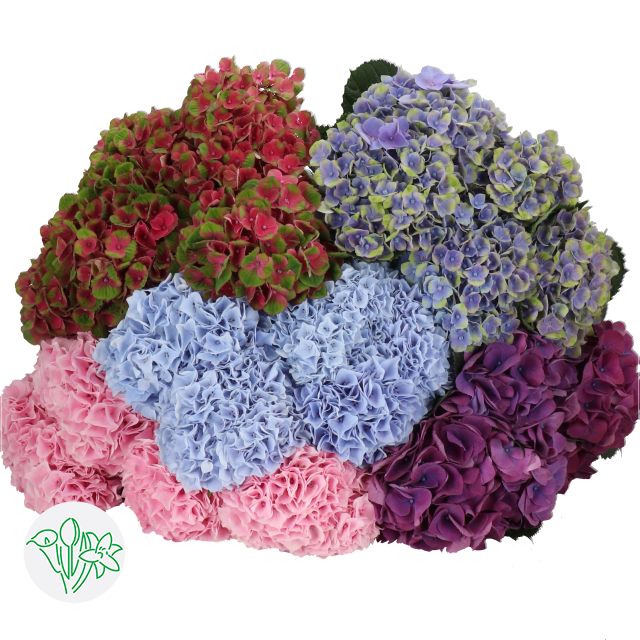 Hydrangeas - Assorted 50cm- 16cm Ø