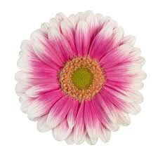 Gerberas Sid (Pink/White) 45cm