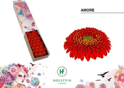 Gerbera Amore (Red-Orange) 45cm