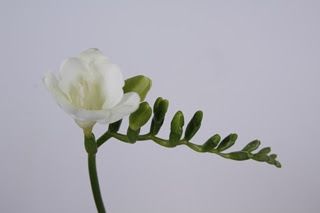 Freesia-Ilse 54cm