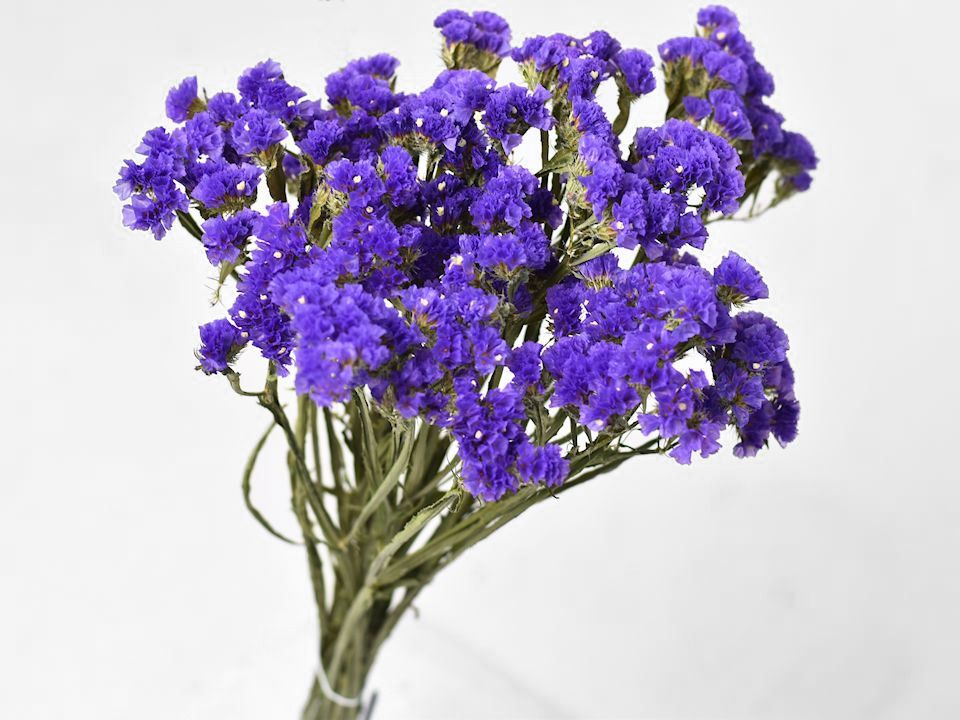 Statice 60cm - Purple