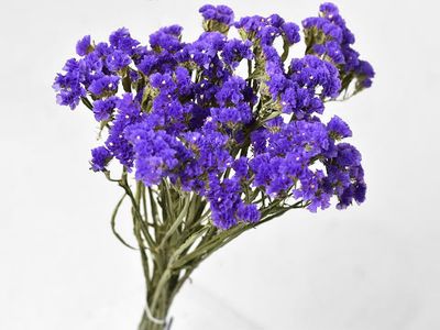 Statice 60cm - Purple