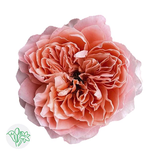 Rose 50cm - Dragonfly (12 Stems)