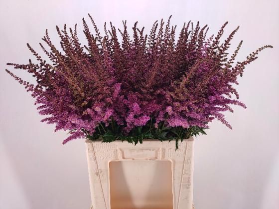 Astilbe - Else Schluck (Violet) 60cm