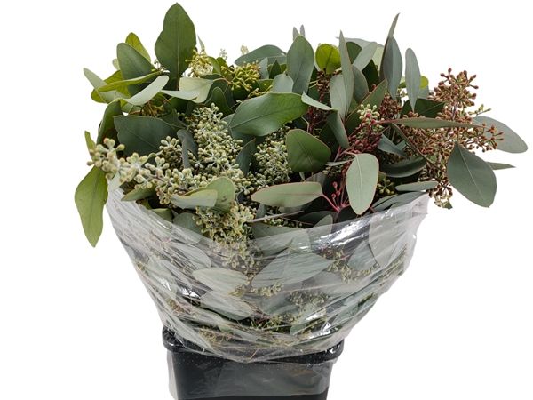 Eucalyptus Popufolia Berry 50cm