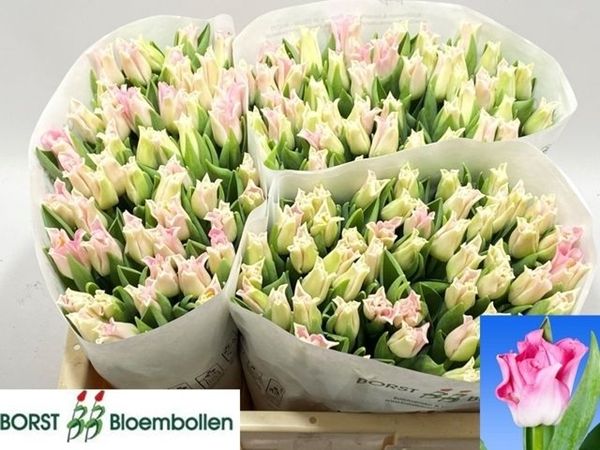 Tulip Crown of Dynasty 40cm 34g