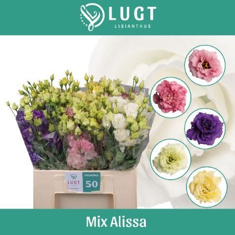 Lisianthus Double Assorted 65cm