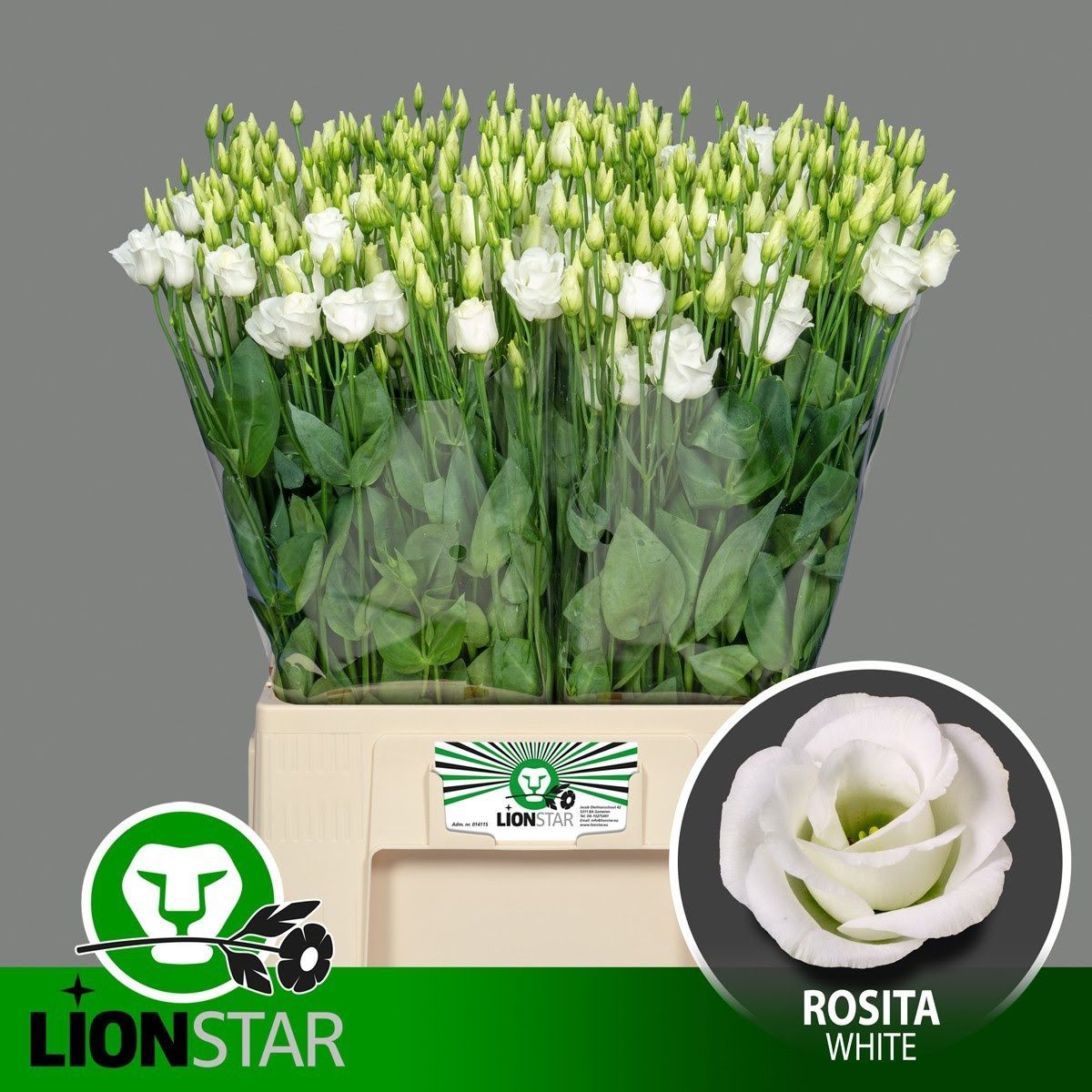 Lisianthus Double-White 65cm